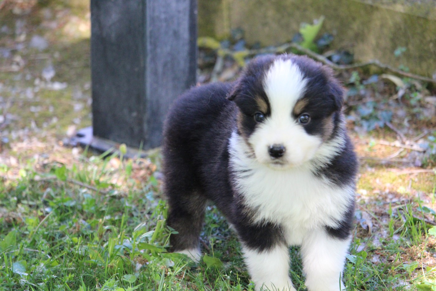 du bois de Mirapied - Chiots disponibles - Berger Australien