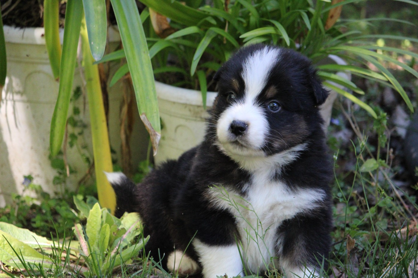 du bois de Mirapied - Chiots disponibles - Berger Australien