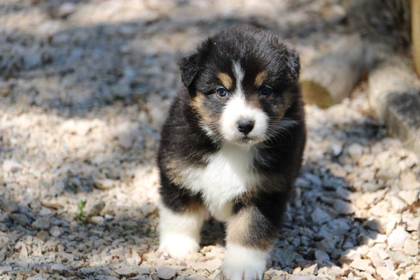 du bois de Mirapied - Chiots disponibles - Berger Australien
