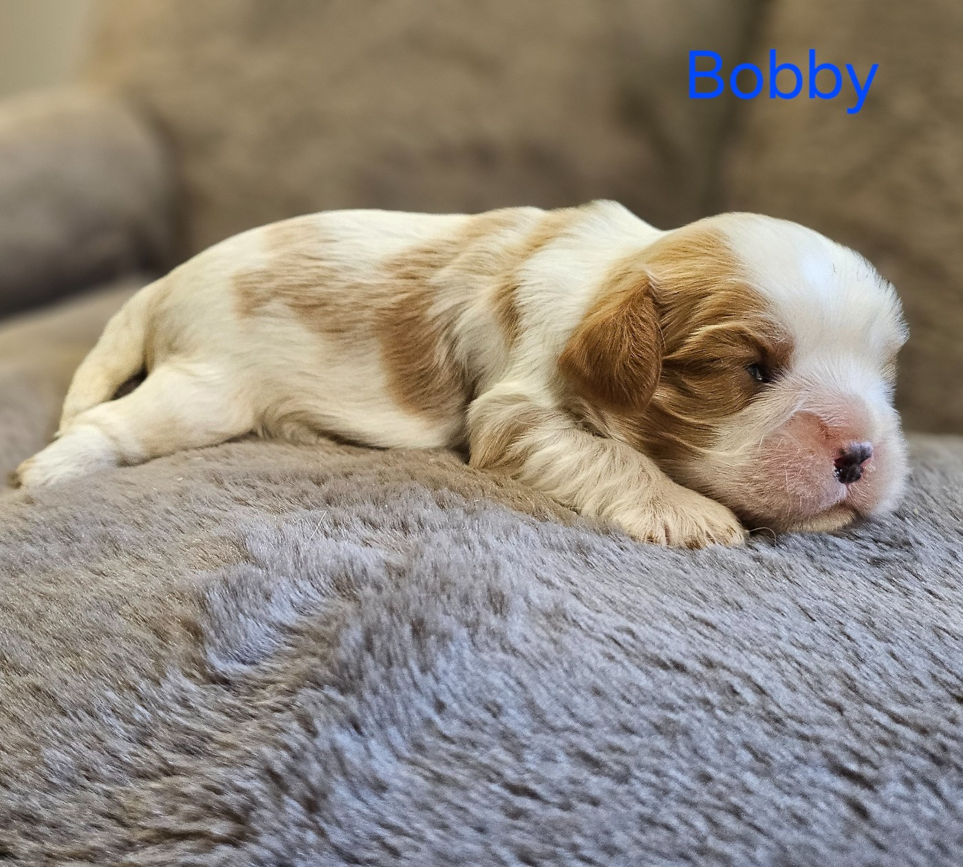 du bois de Mirapied - Chiots disponibles - Cavalier King Charles Spaniel