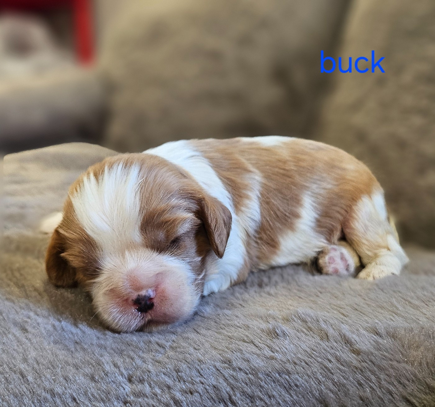 du bois de Mirapied - Chiots disponibles - Cavalier King Charles Spaniel