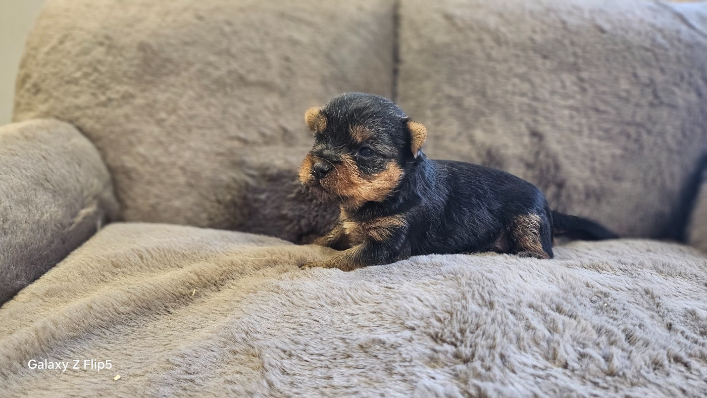 du bois de Mirapied - Chiots disponibles - Yorkshire Terrier