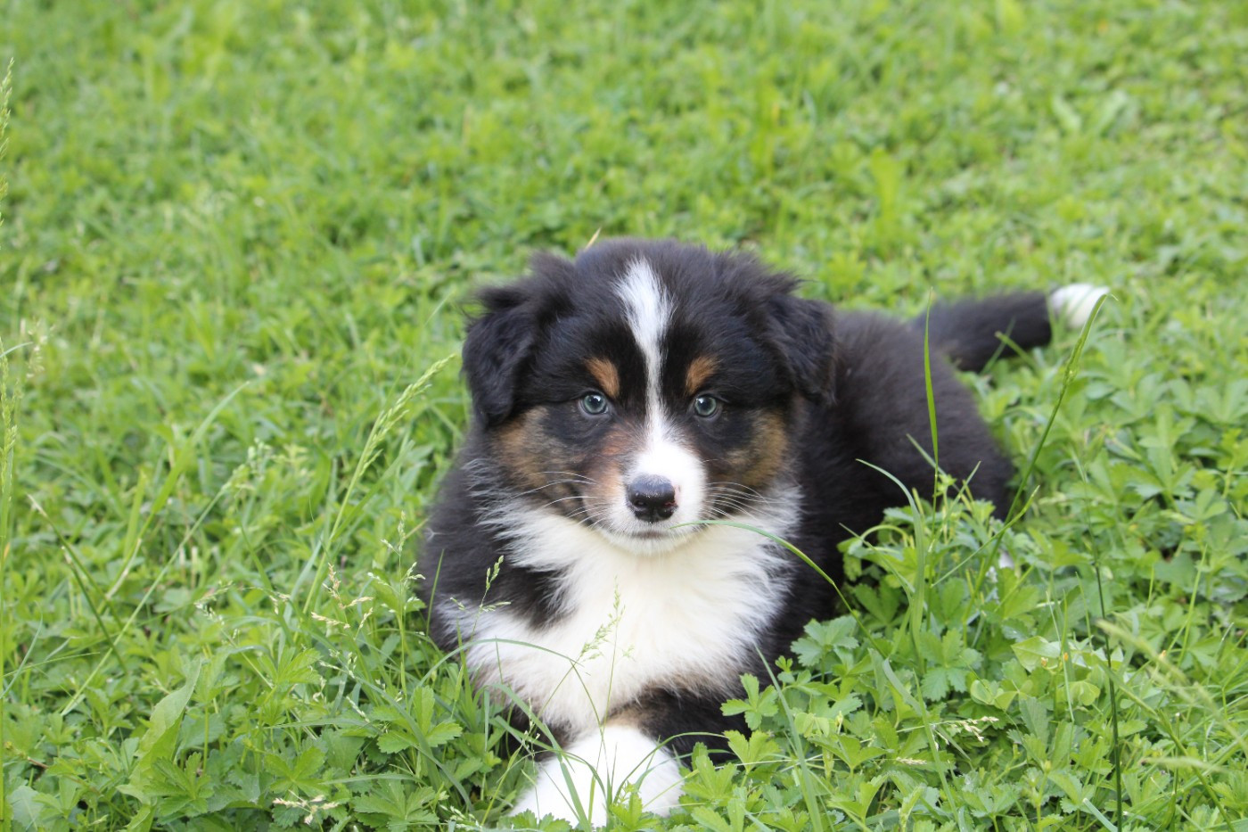 du bois de Mirapied - Chiots disponibles - Berger Australien