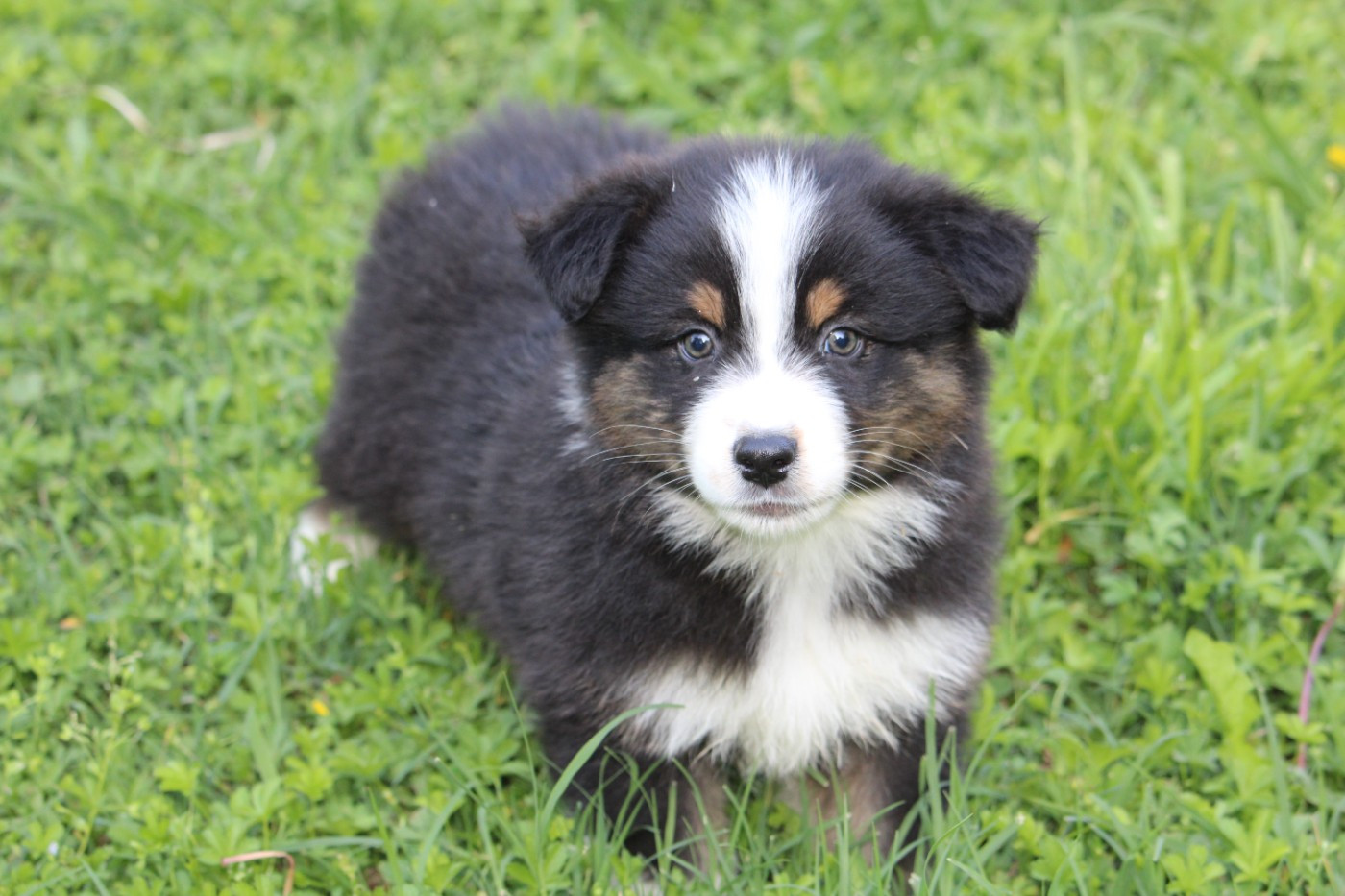 du bois de Mirapied - Chiots disponibles - Berger Australien