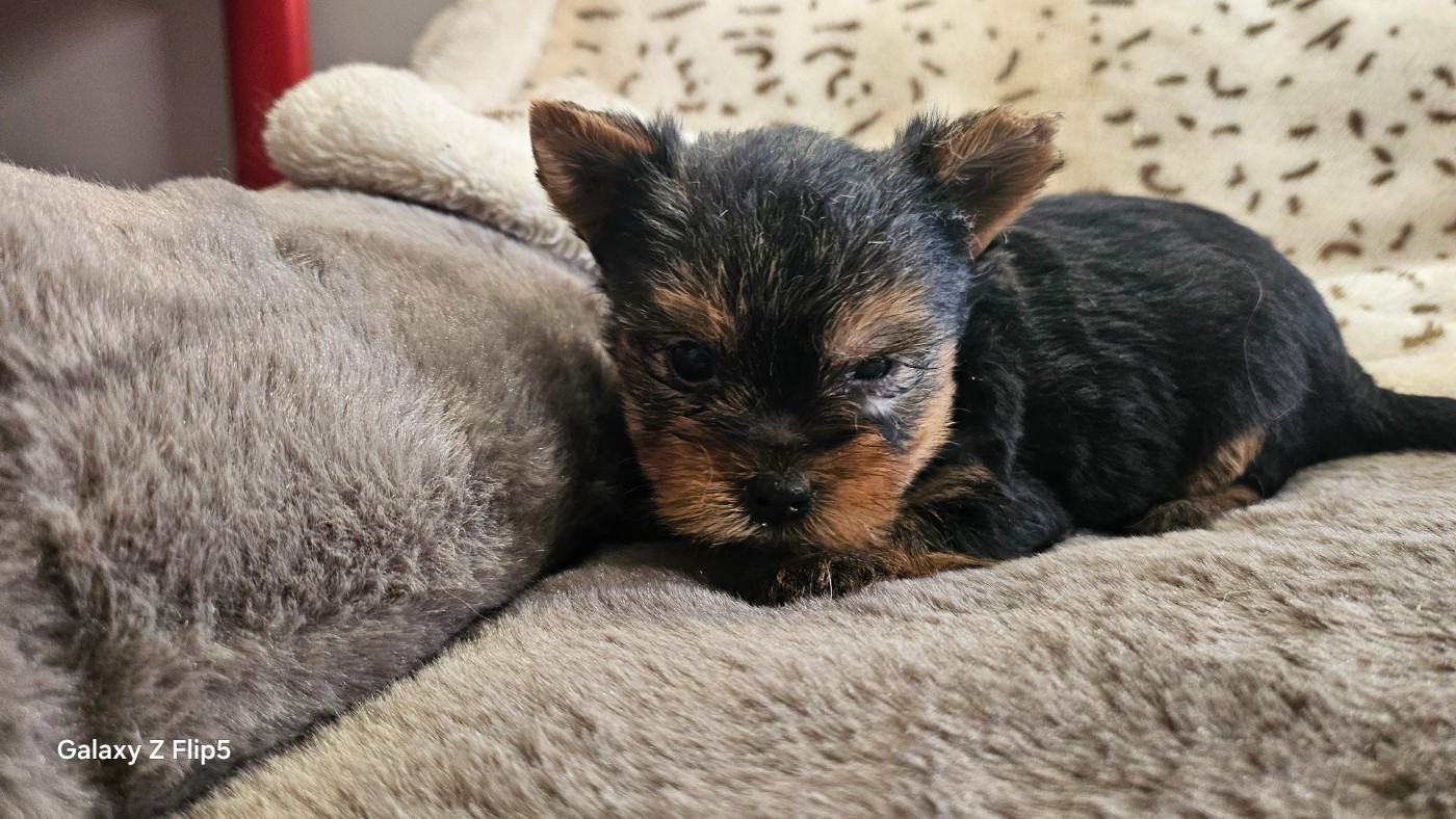 du bois de Mirapied - Chiots disponibles - Yorkshire Terrier