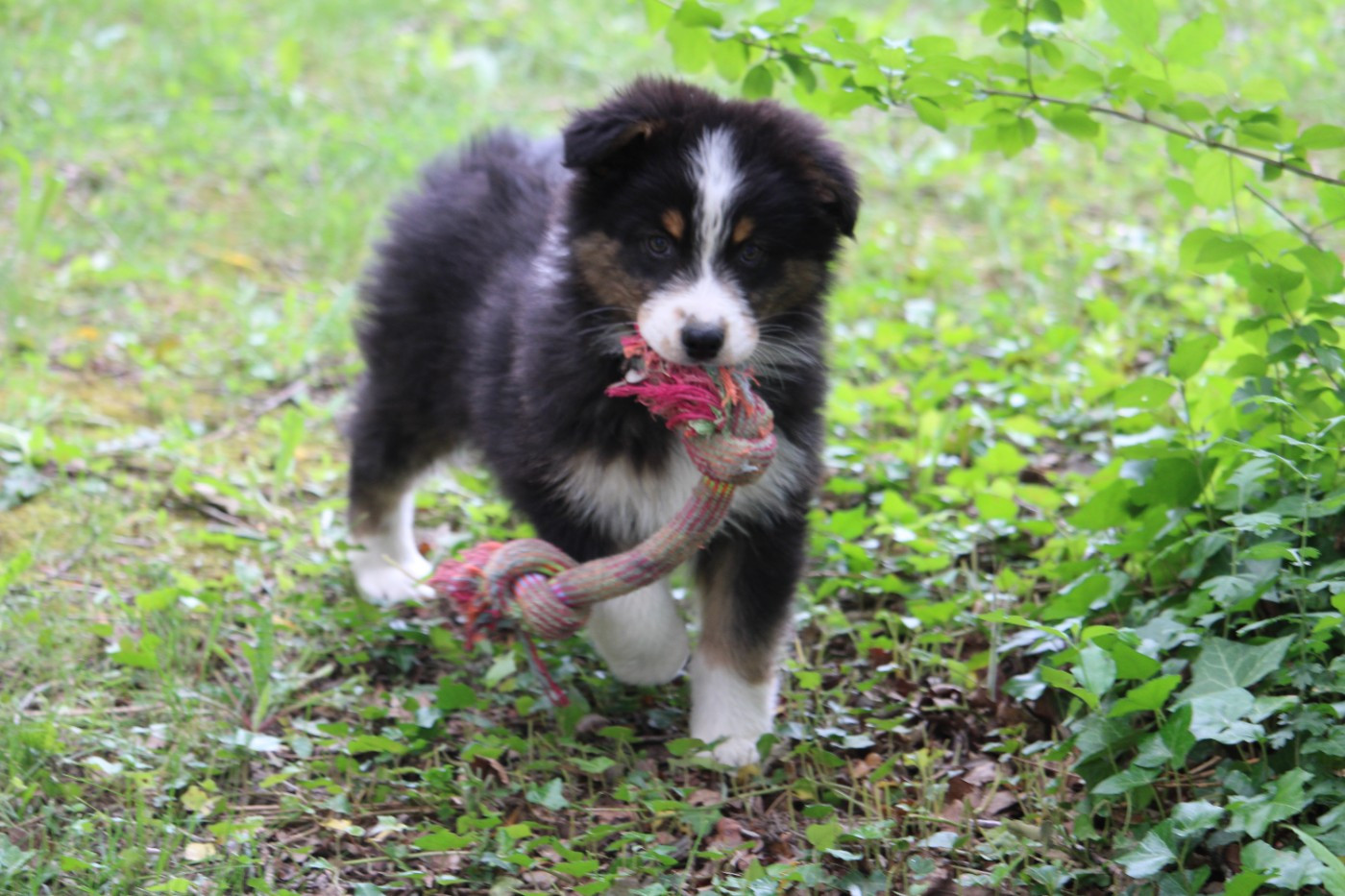 du bois de Mirapied - Chiots disponibles - Berger Australien