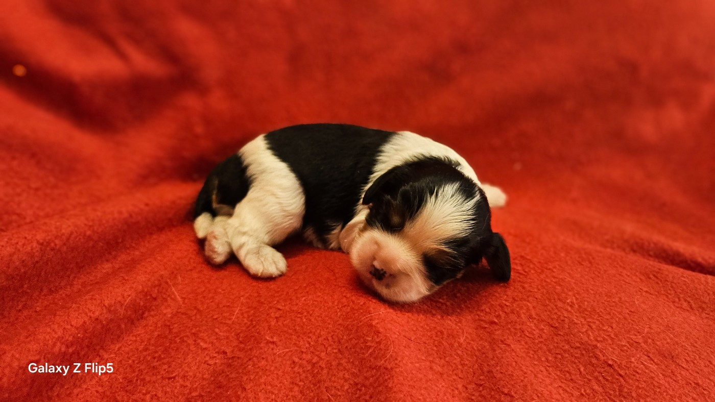 du bois de Mirapied - Chiots disponibles - Cavalier King Charles Spaniel