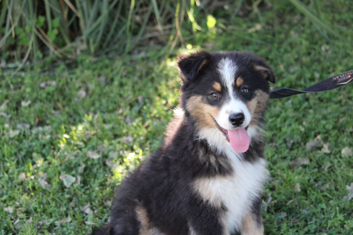 du bois de Mirapied - Chiots disponibles - Berger Australien