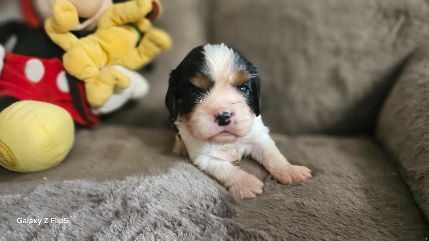 du bois de Mirapied - Chiots disponibles - Cavalier King Charles Spaniel