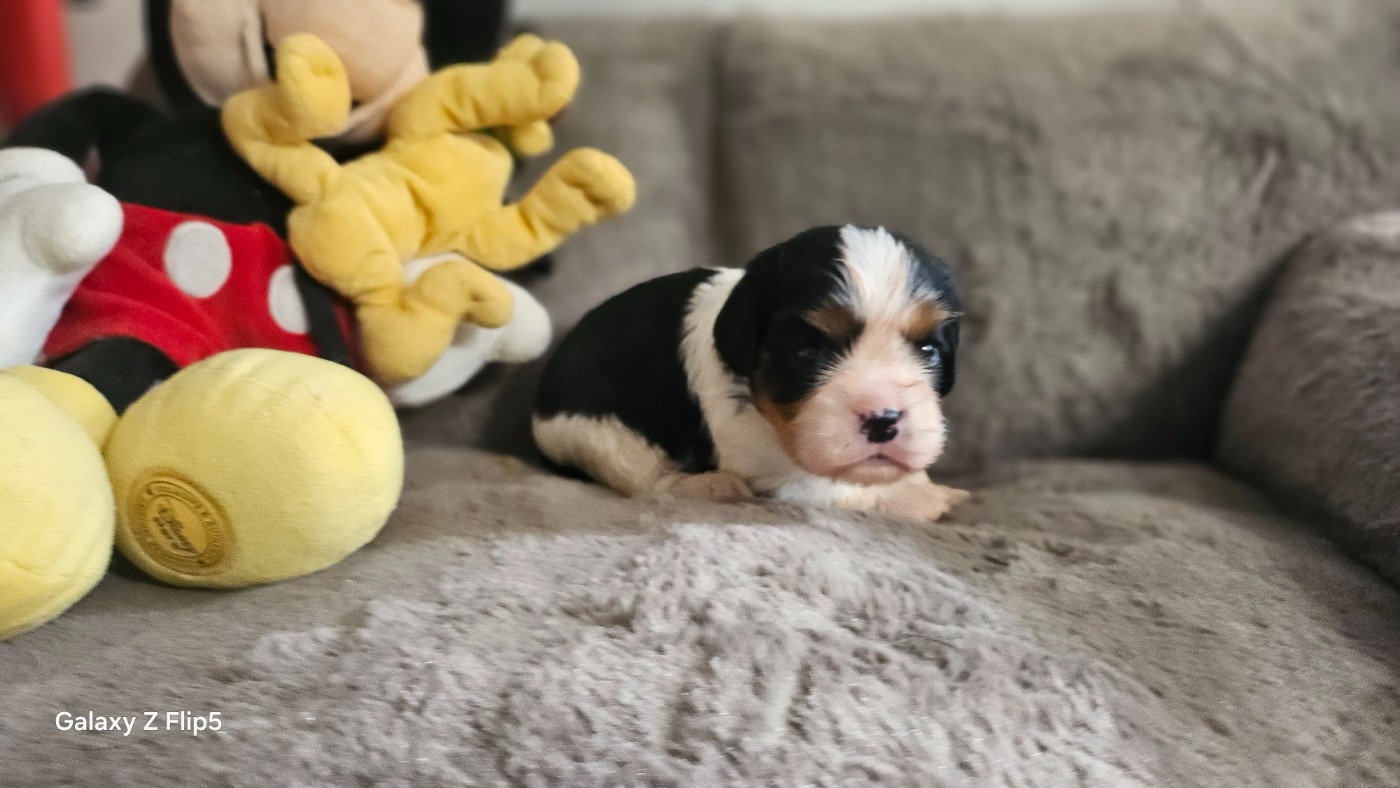 du bois de Mirapied - Chiots disponibles - Cavalier King Charles Spaniel
