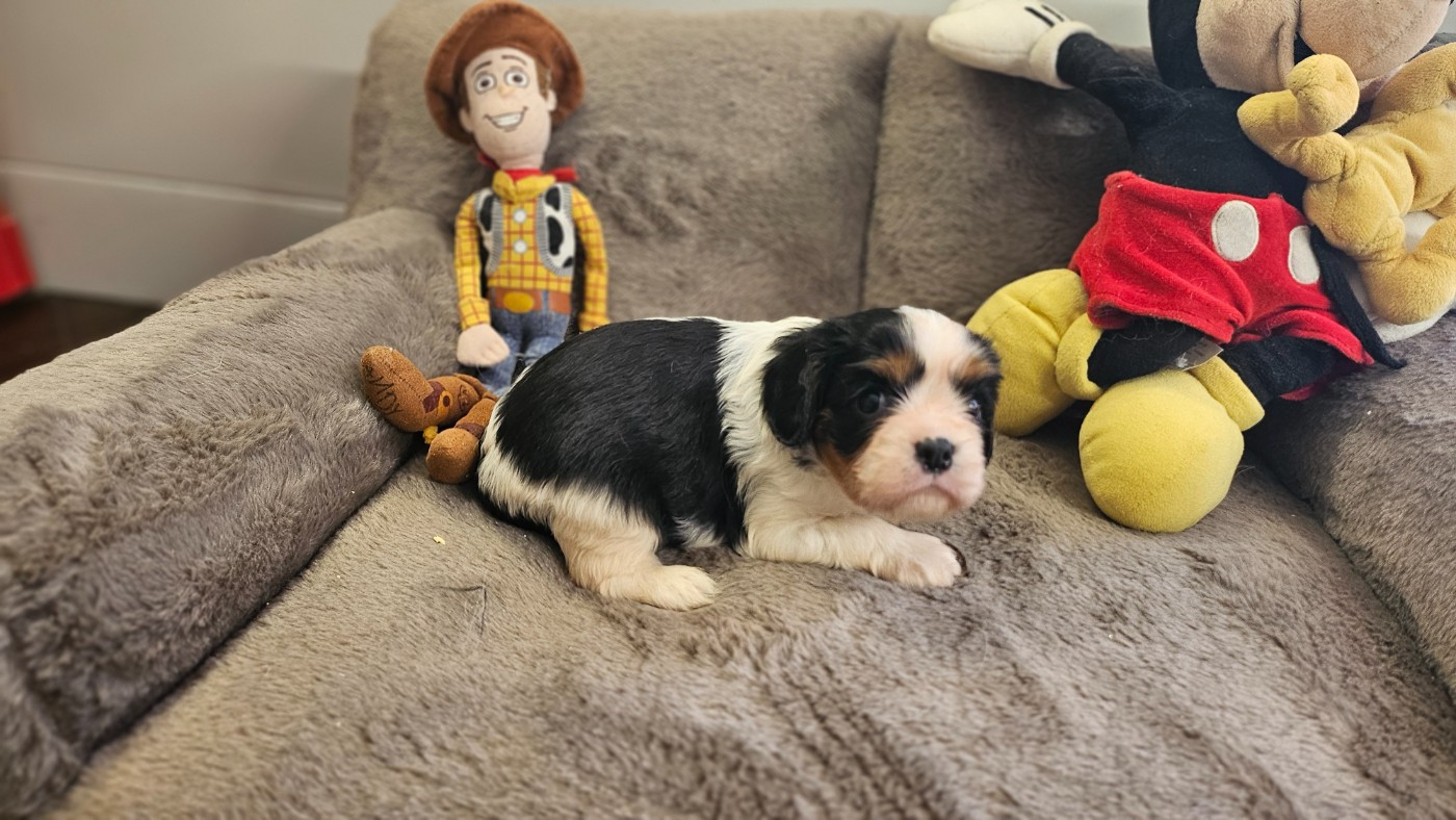 du bois de Mirapied - Chiots disponibles - Cavalier King Charles Spaniel