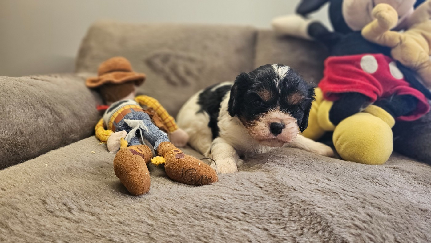 du bois de Mirapied - Chiots disponibles - Cavalier King Charles Spaniel