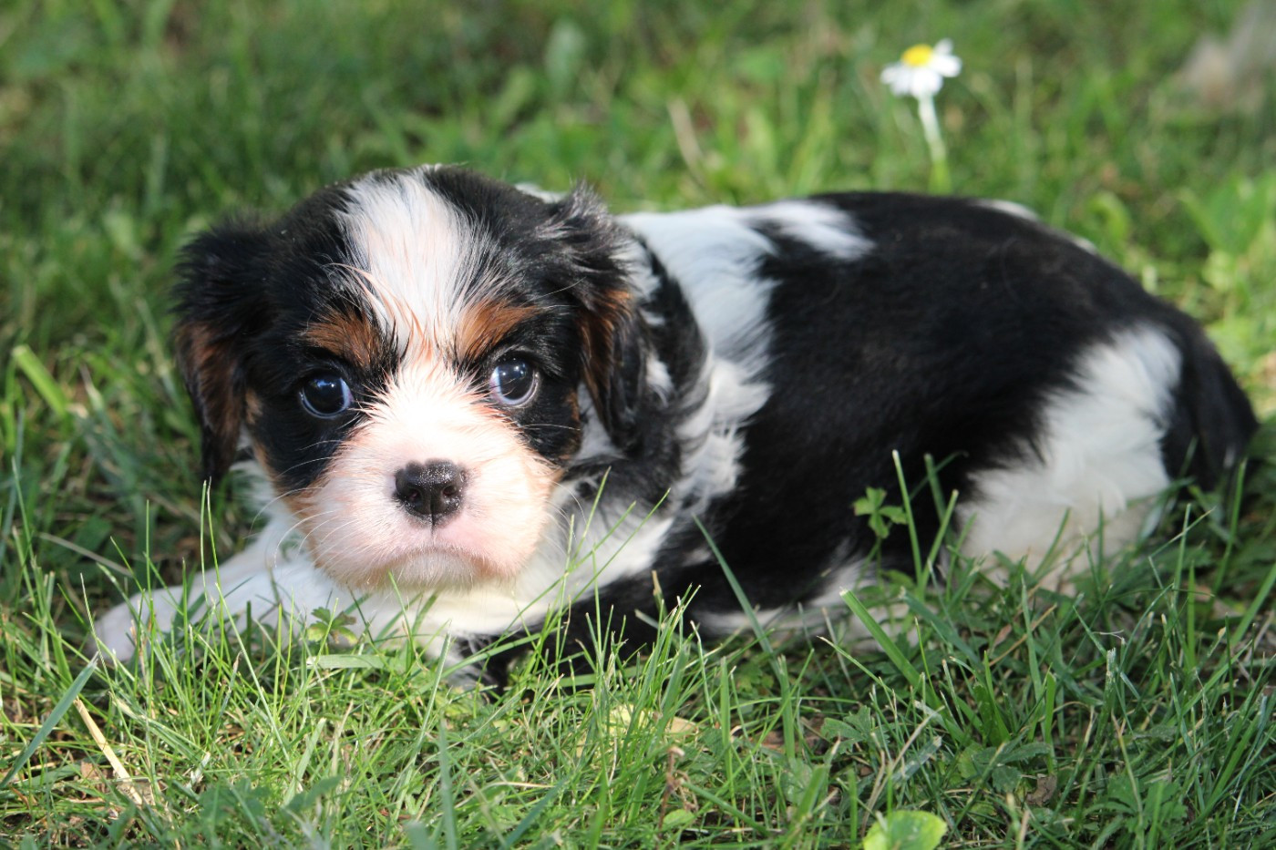 du bois de Mirapied - Cavalier King Charles Spaniel - Portée née le 15/05/2026