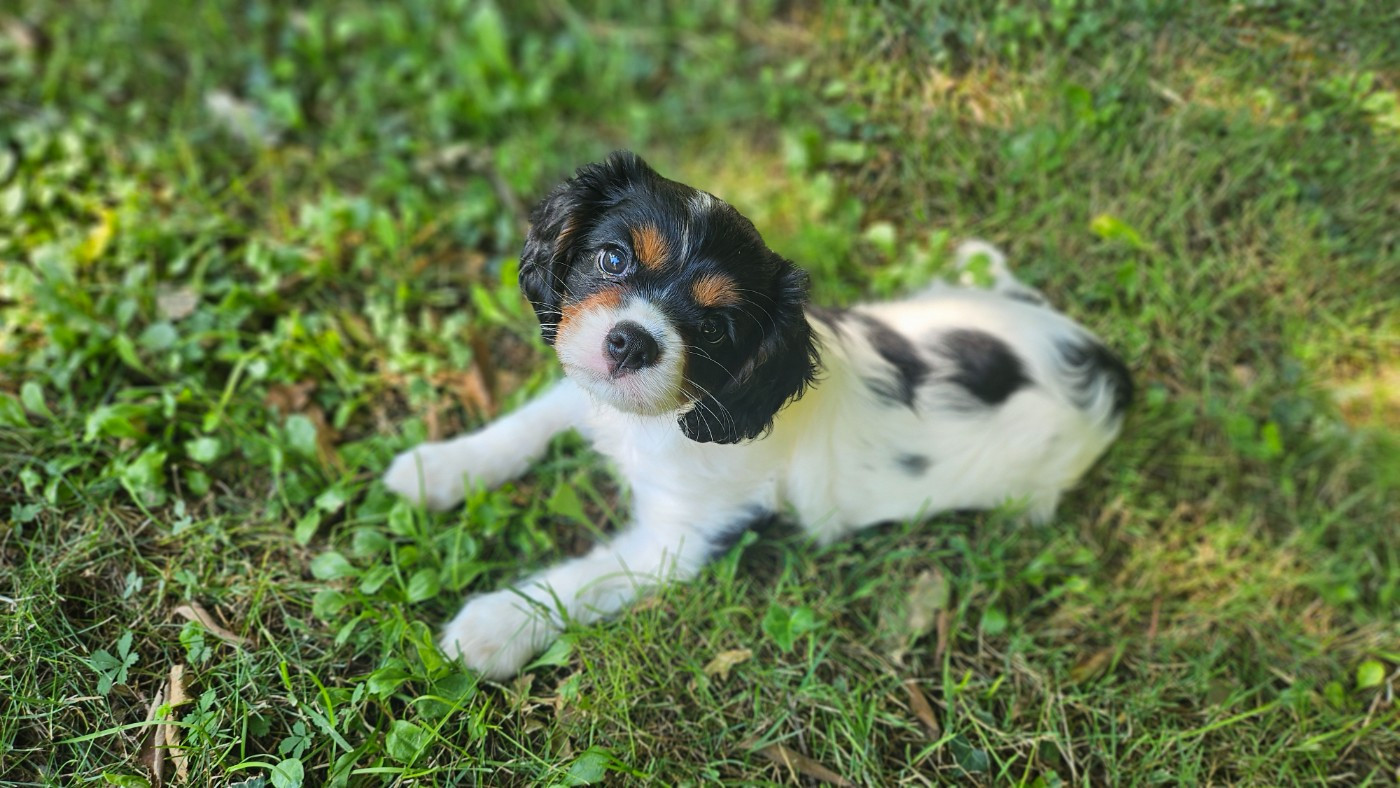 du bois de Mirapied - Chiots disponibles - Cavalier King Charles Spaniel