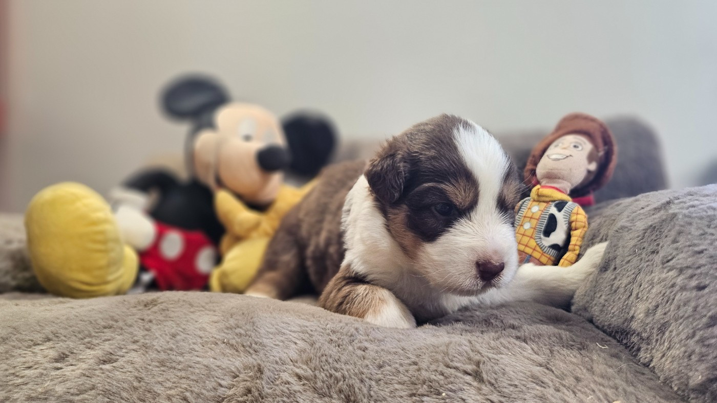 du bois de Mirapied - Chiots disponibles - Berger Australien