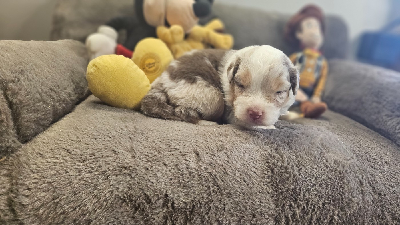 du bois de Mirapied - Chiots disponibles - Berger Australien