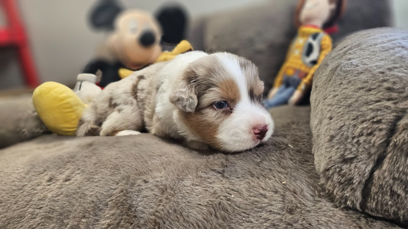 du bois de Mirapied - Chiots disponibles - Berger Australien
