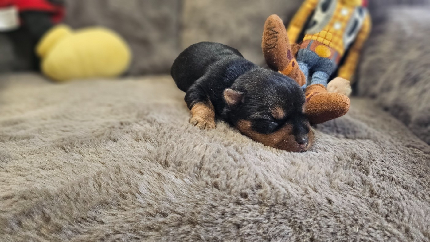 du bois de Mirapied - Chiots disponibles - Yorkshire Terrier