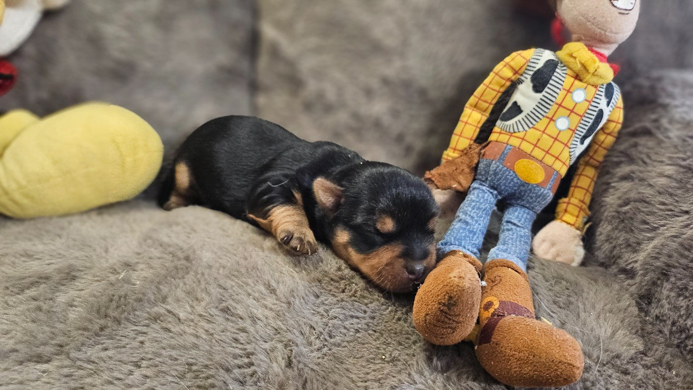 du bois de Mirapied - Chiots disponibles - Yorkshire Terrier