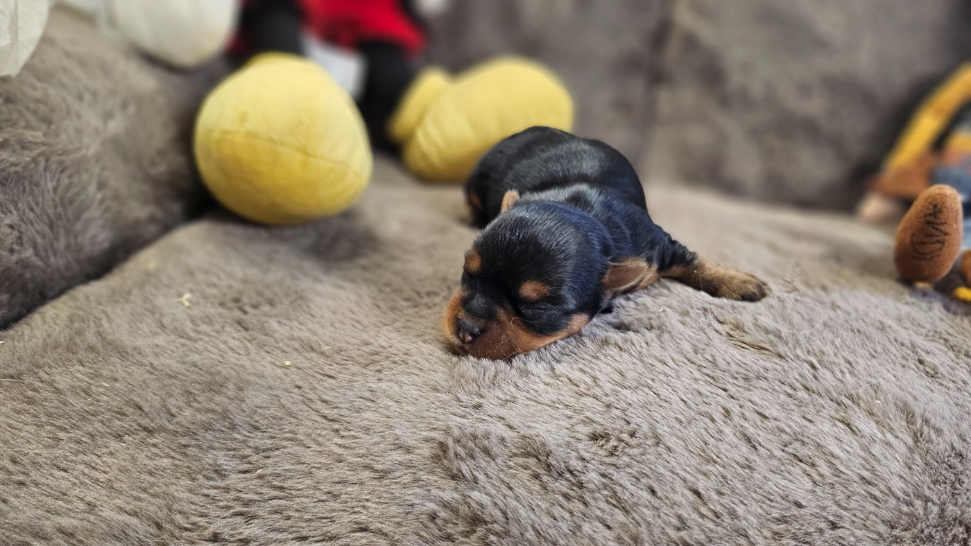 du bois de Mirapied - Chiots disponibles - Yorkshire Terrier