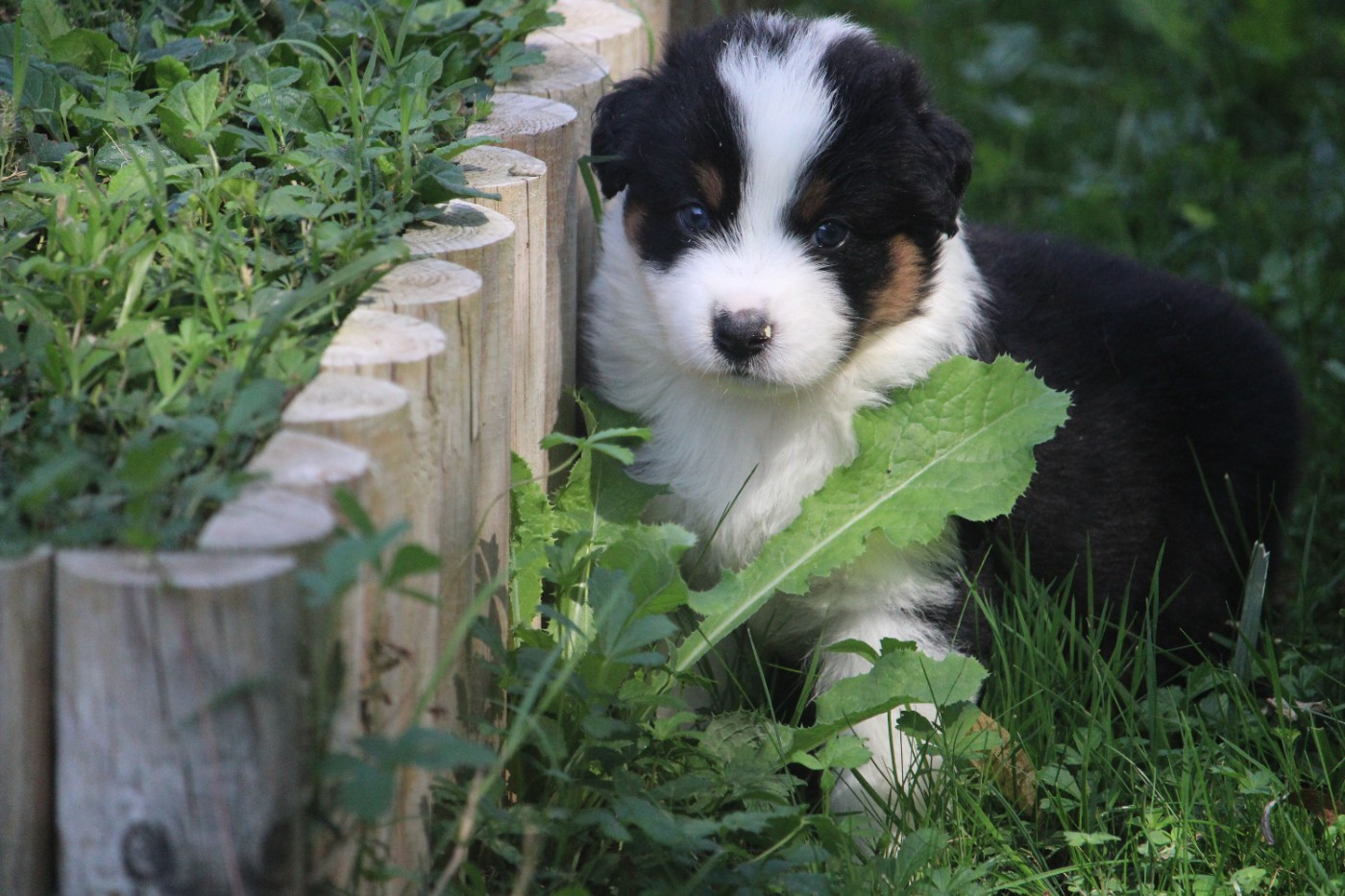 du bois de Mirapied - Chiots disponibles - Berger Australien