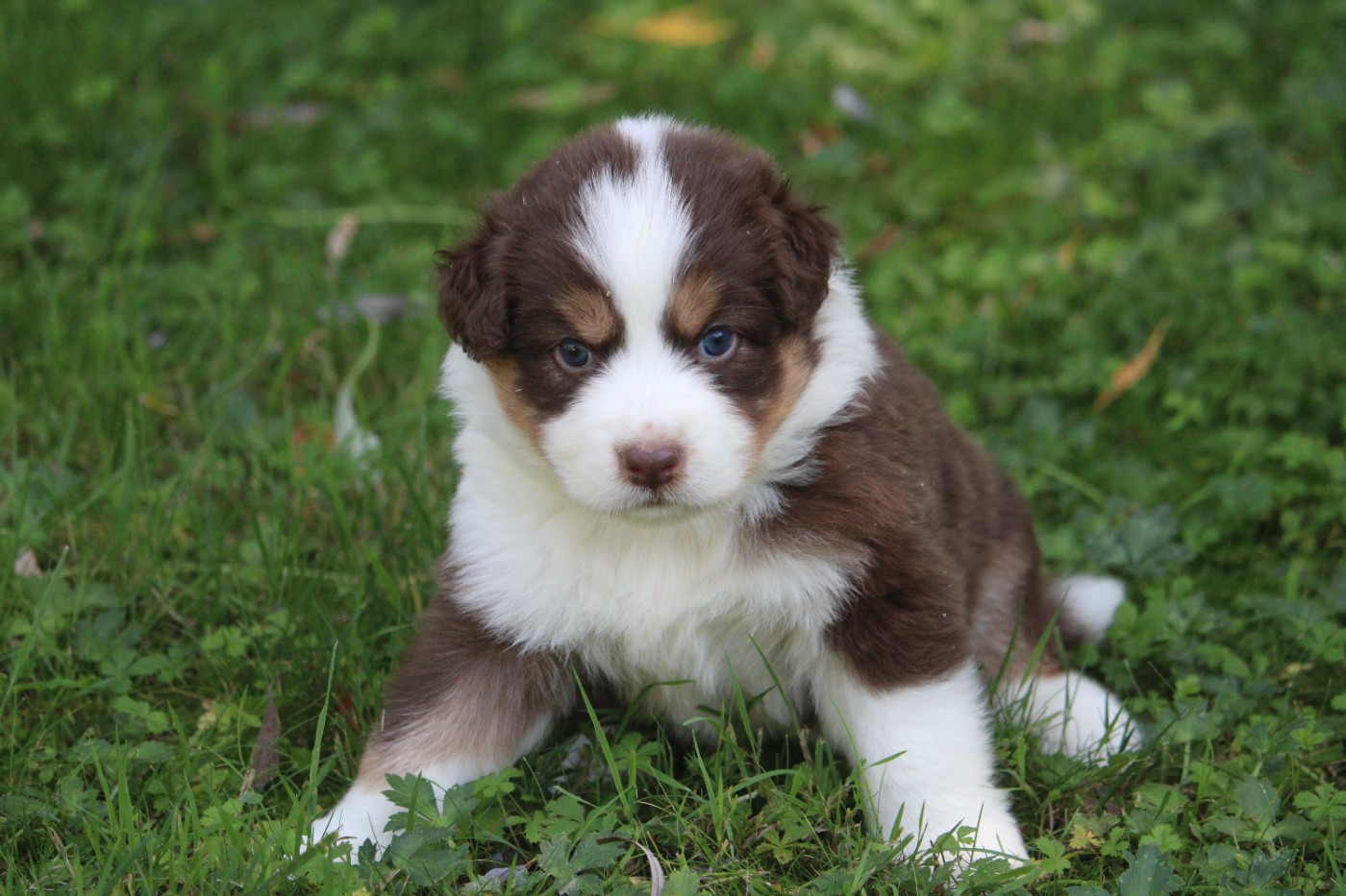 du bois de Mirapied - Chiots disponibles - Berger Australien