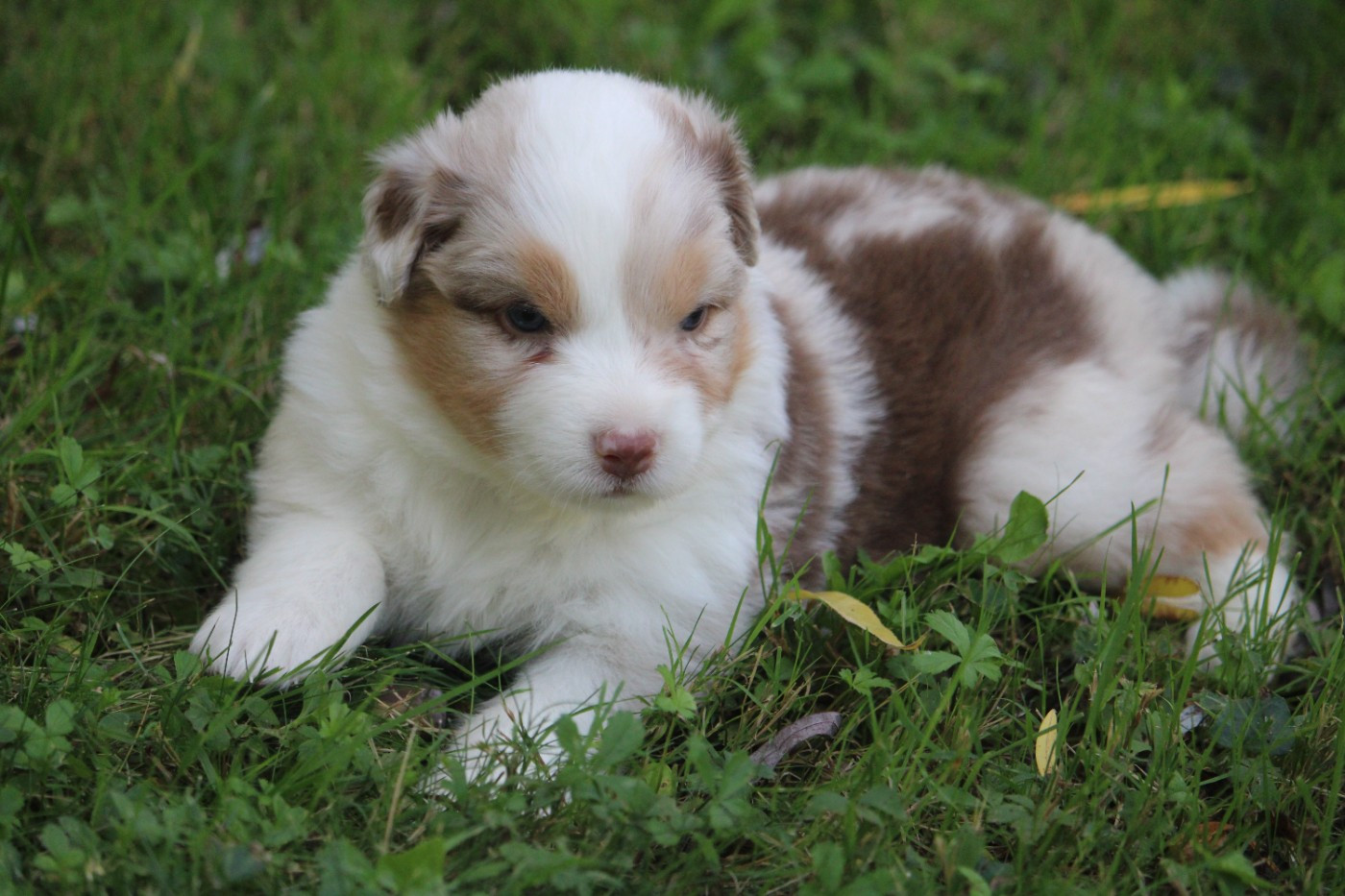 du bois de Mirapied - Chiots disponibles - Berger Australien