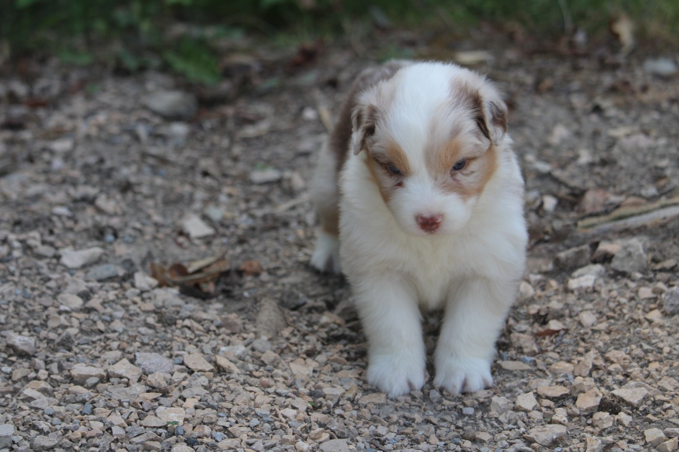 du bois de Mirapied - Chiots disponibles - Berger Australien