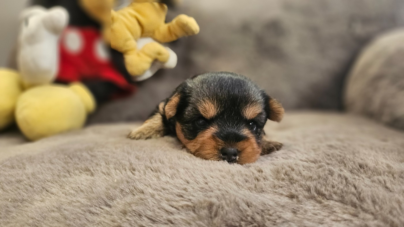 du bois de Mirapied - Chiots disponibles - Yorkshire Terrier