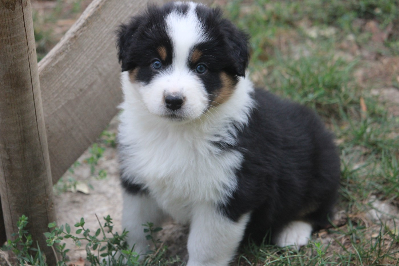 du bois de Mirapied - Chiots disponibles - Berger Australien