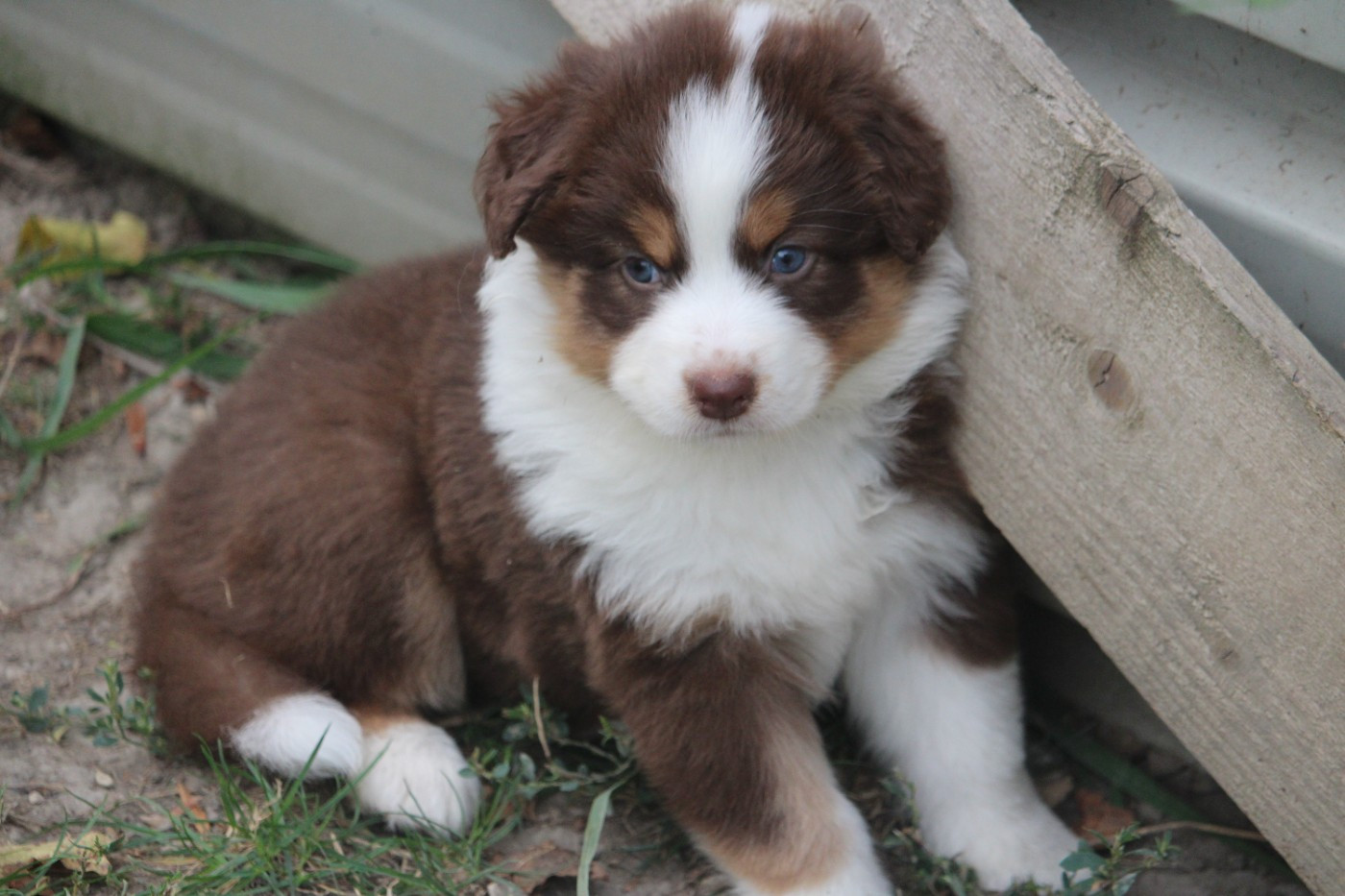 du bois de Mirapied - Chiots disponibles - Berger Australien
