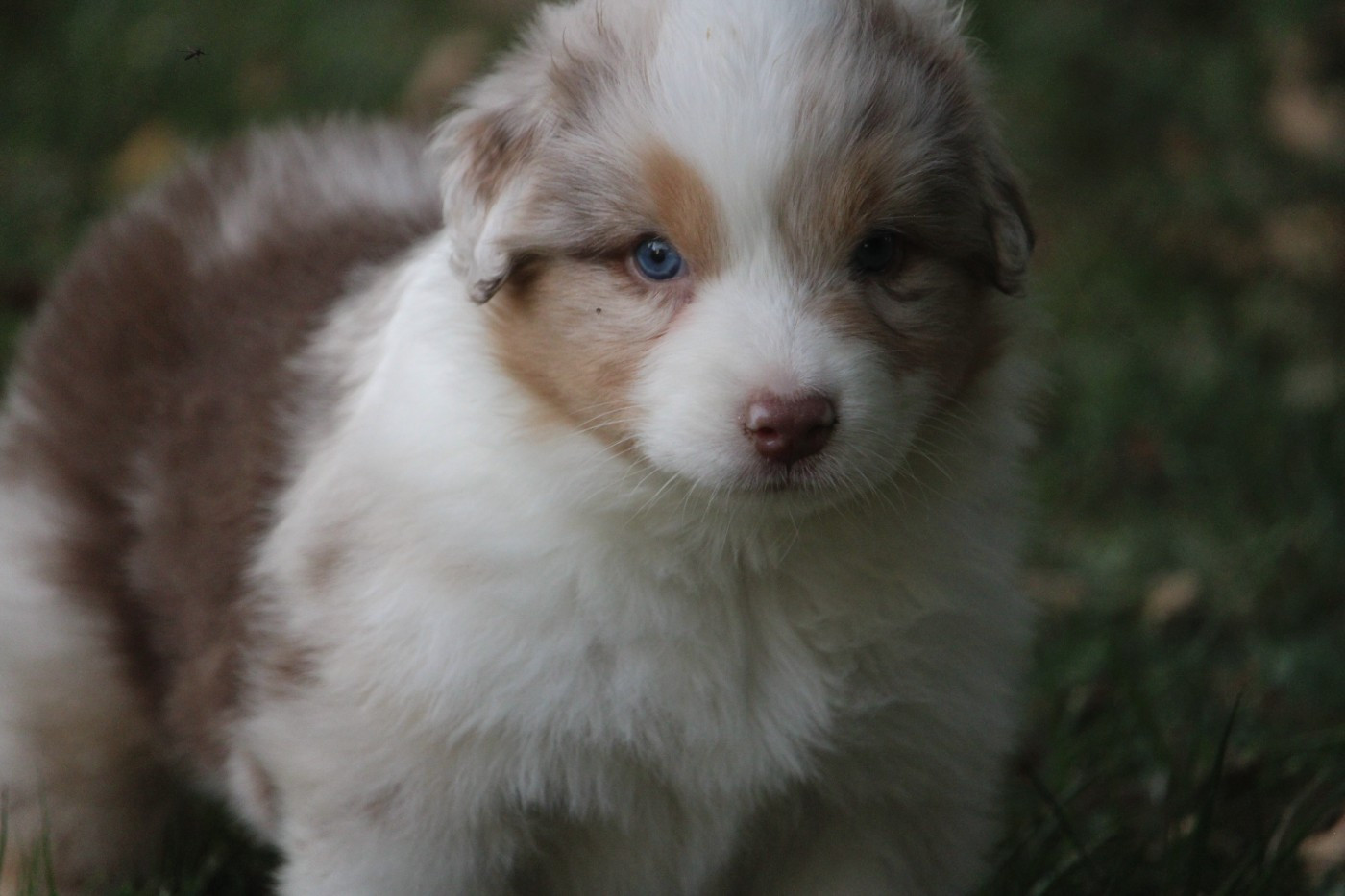 du bois de Mirapied - Chiots disponibles - Berger Australien