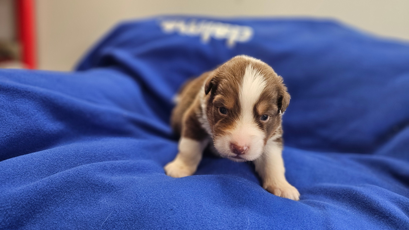 du bois de Mirapied - Chiots disponibles - Berger Australien