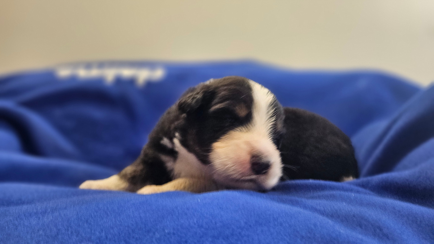du bois de Mirapied - Chiots disponibles - Berger Australien