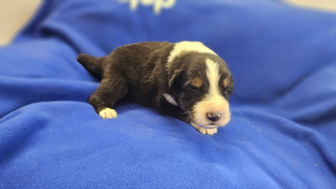 du bois de Mirapied - Chiots disponibles - Berger Australien