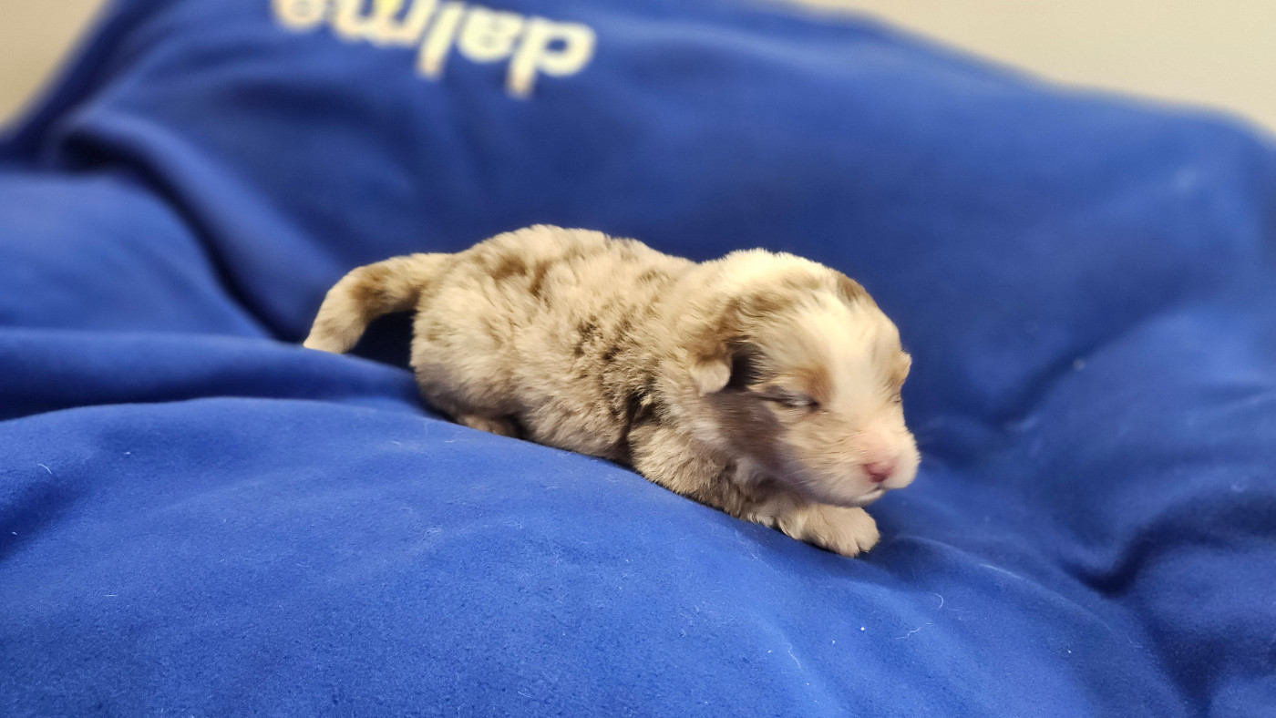 du bois de Mirapied - Chiots disponibles - Berger Australien