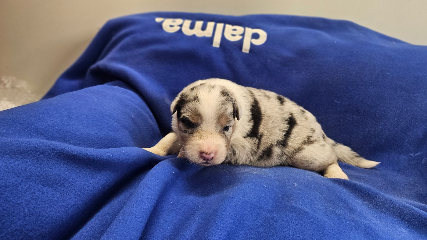 du bois de Mirapied - Chiots disponibles - Berger Australien