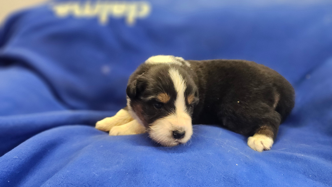du bois de Mirapied - Chiots disponibles - Berger Australien