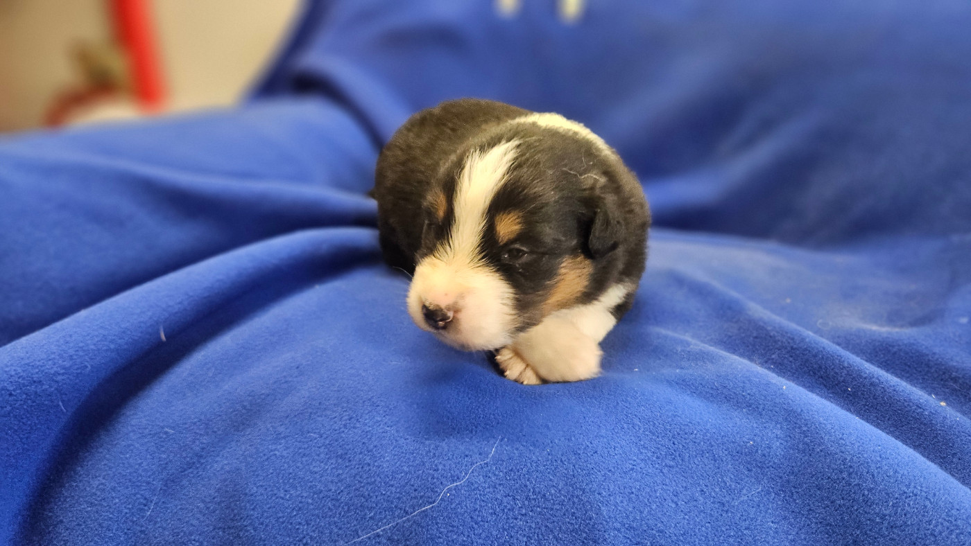 du bois de Mirapied - Chiots disponibles - Berger Australien