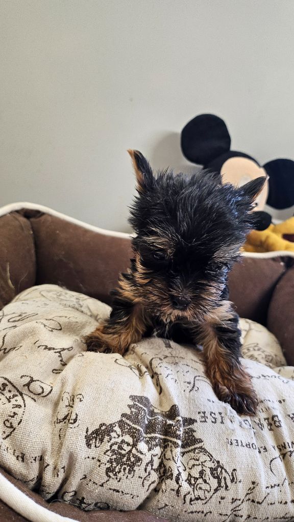 du bois de Mirapied - Yorkshire Terrier - Portée née le 01/05/2025