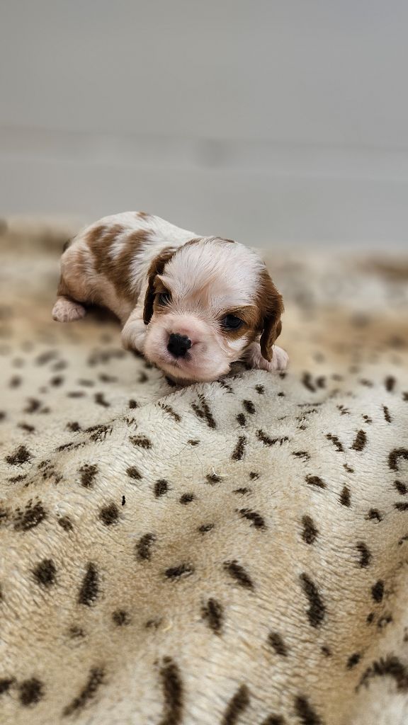 du bois de Mirapied - Chiots disponibles - Cavalier King Charles Spaniel