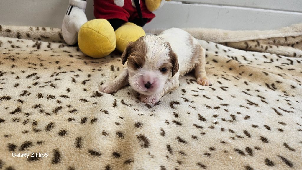 du bois de Mirapied - Chiots disponibles - Cavalier King Charles Spaniel