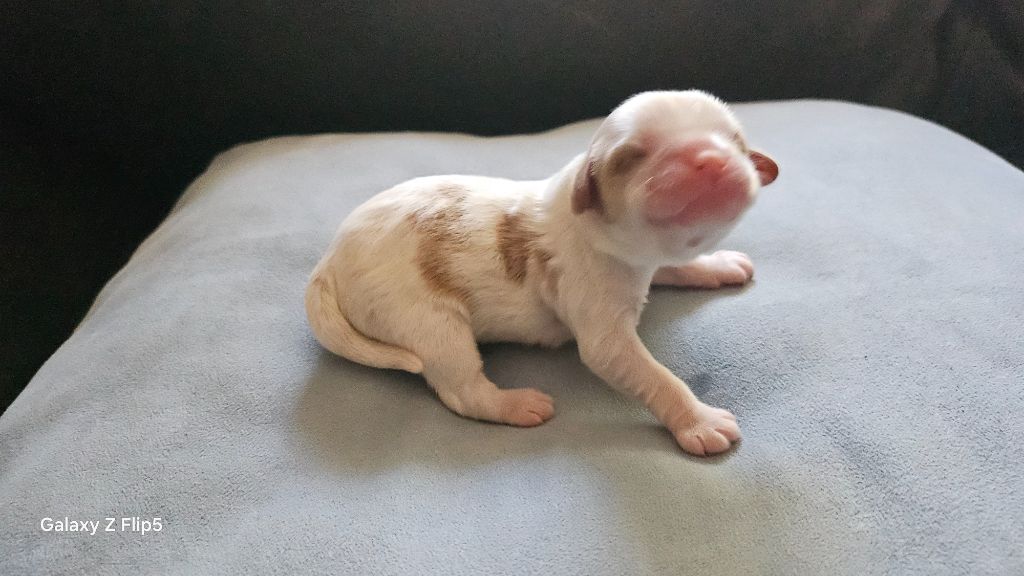 du bois de Mirapied - Chiots disponibles - Cavalier King Charles Spaniel