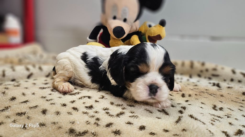 du bois de Mirapied - Chiots disponibles - Cavalier King Charles Spaniel