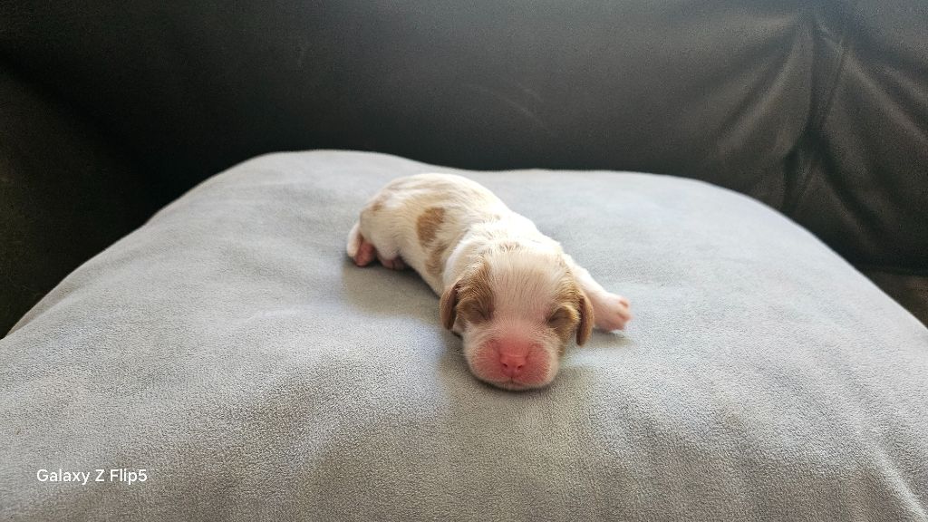 du bois de Mirapied - Chiots disponibles - Cavalier King Charles Spaniel