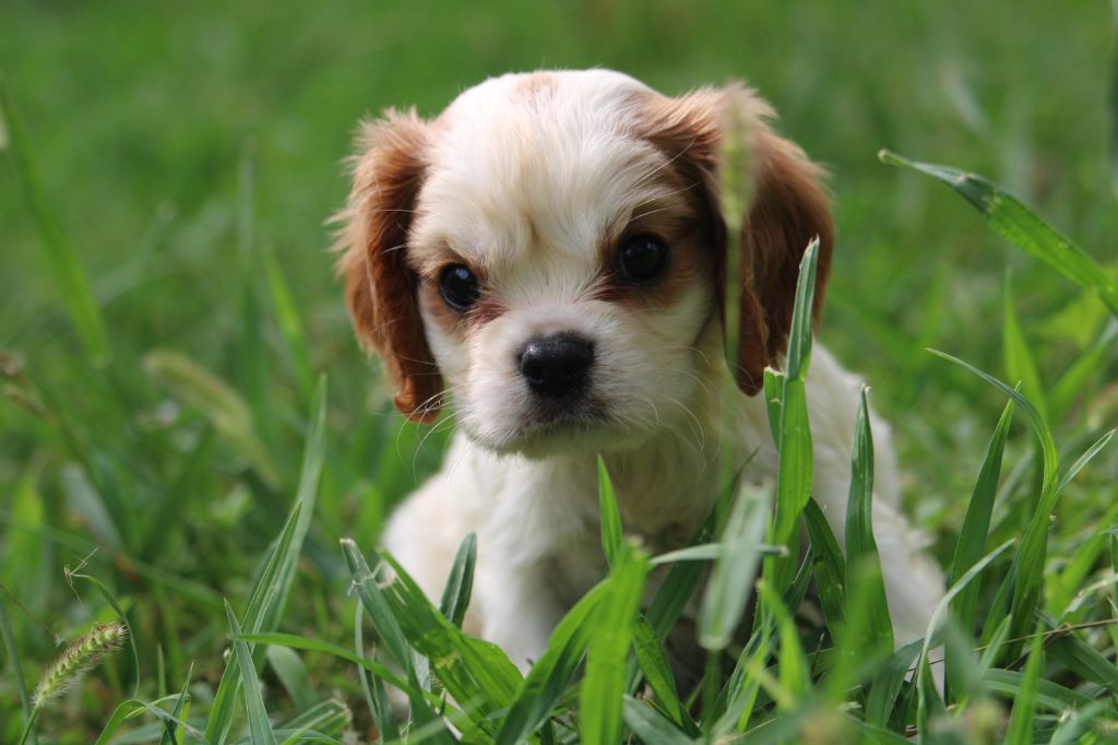 du bois de Mirapied - Chiots disponibles - Cavalier King Charles Spaniel