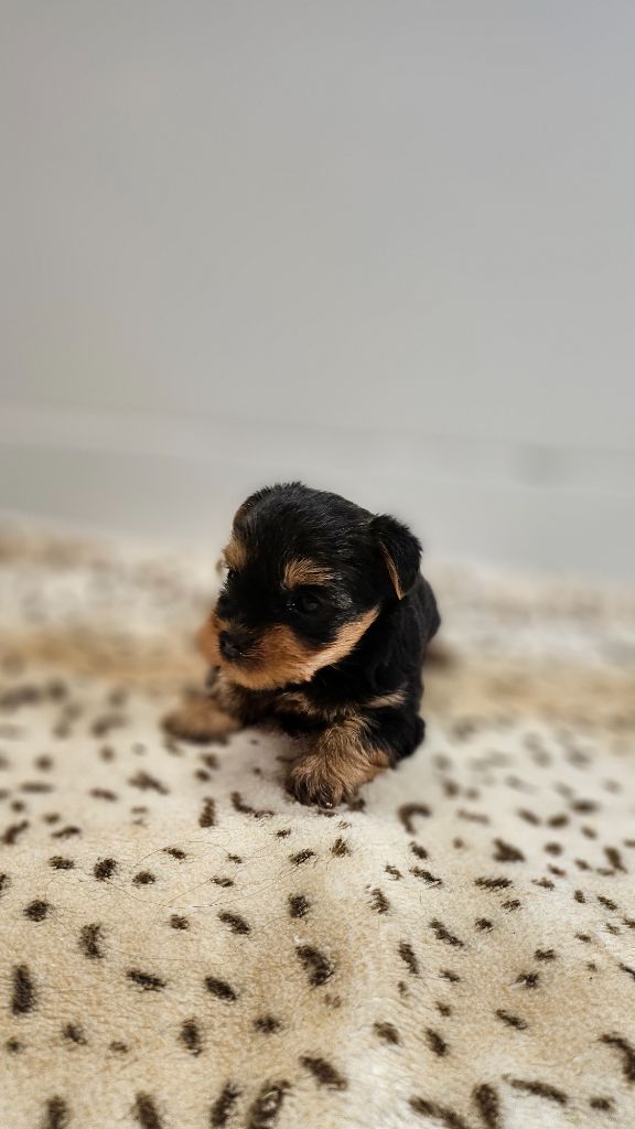 du bois de Mirapied - Chiots disponibles - Yorkshire Terrier