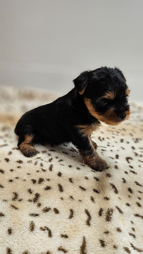 du bois de Mirapied - Chiots disponibles - Yorkshire Terrier