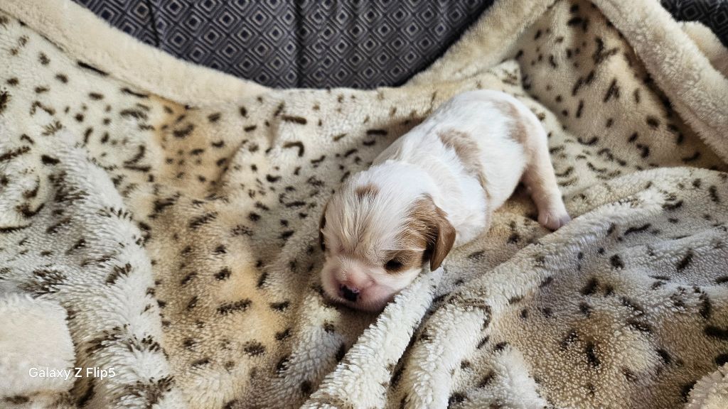 du bois de Mirapied - Chiots disponibles - Cavalier King Charles Spaniel