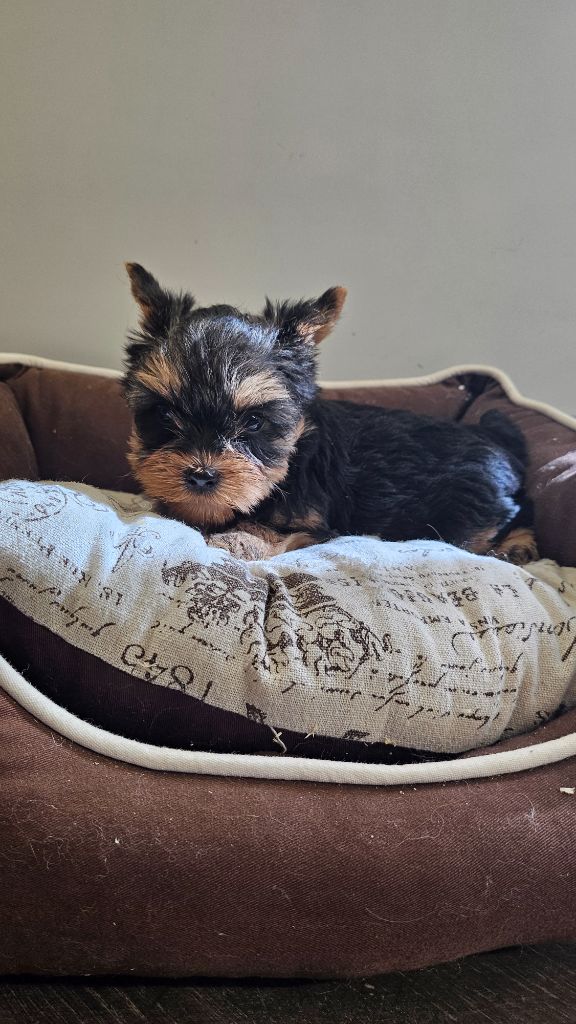 du bois de Mirapied - Chiots disponibles - Yorkshire Terrier